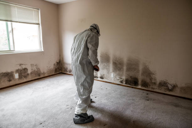 Trusted Norman Park, GA Mold Remediation Experts